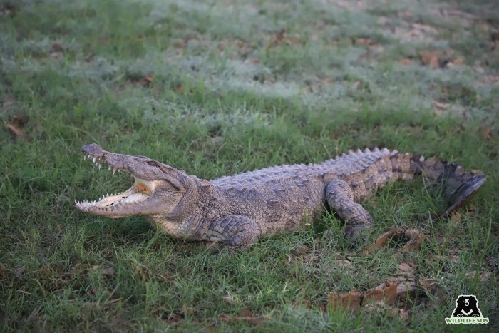 Rescue of mugger crocodiles as heavy rains and floods displace them 