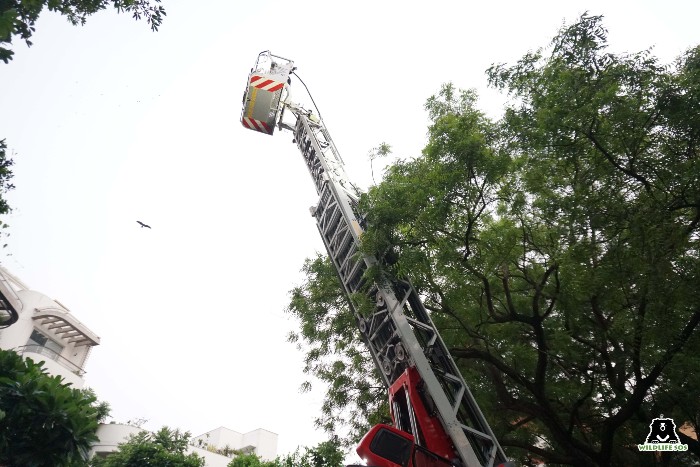 Rescue of an Indian rat snake in collaboration with the local fire department