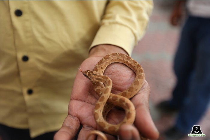 Rescued black-headed royal snake due to the heavy rainfall and floods in Delhi