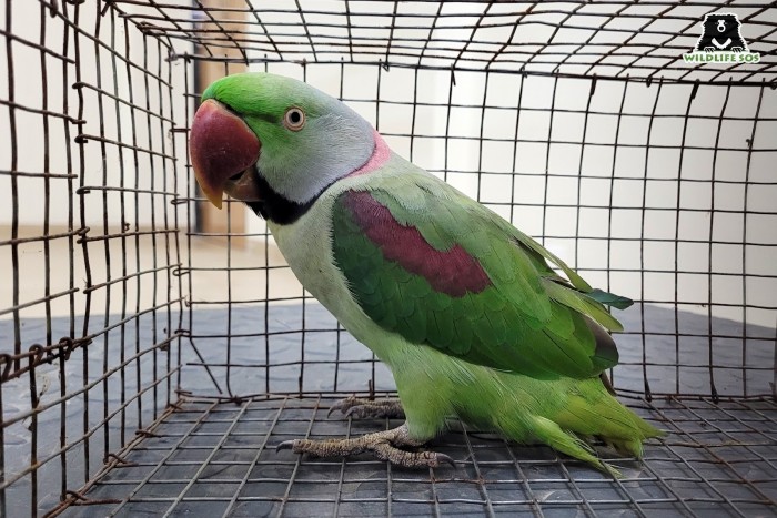 Wildlife SOS-GSPCA in collaboration with the Gujarat Forest Department helped rescue Illegally kept rose-ringed parakeets 