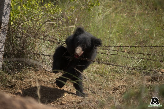 Wild sloth bear caught in a barb wire 