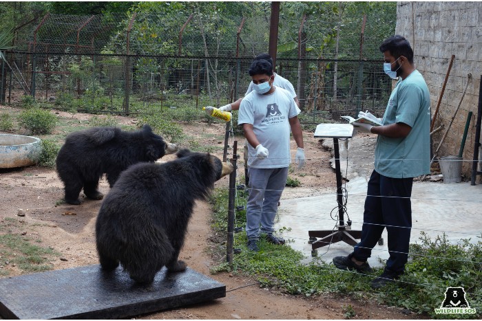 Medical instrument: sloth bears undergoing weighing for medical treatment