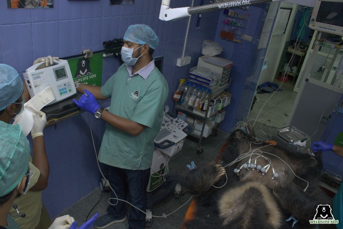 Medical instrument: ECG machine used for sloth bear diagnosis