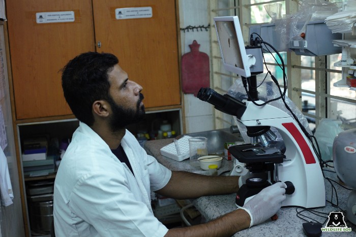 Medical instrument: compound microscope used to check blood and stool samples  