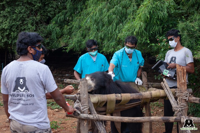 Medical treatment: Sloth bear Kuber undergoing laser therapy sessions