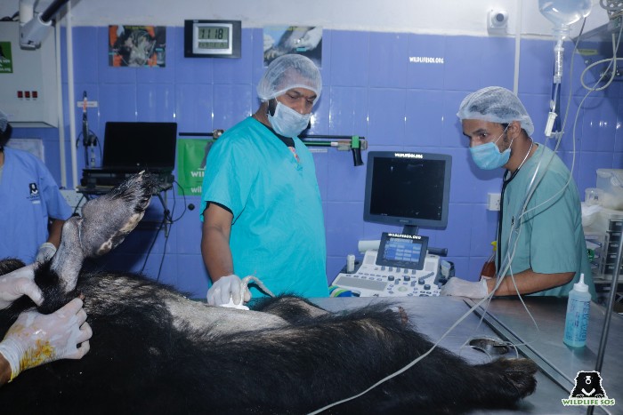 Medical instrument: Ultrasound machine used for sloth bear diagnosis