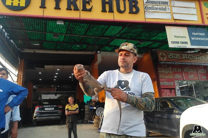 Rescue of a Bengal monitor lizard who sought refuge from the floods within a tyre showroom