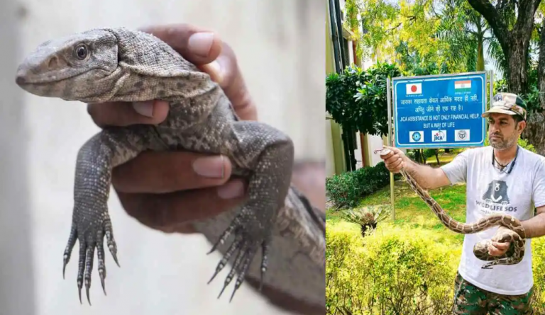 Record Reptile Rescues In THESE Cities: Citizens Team Up With Wildlife ...