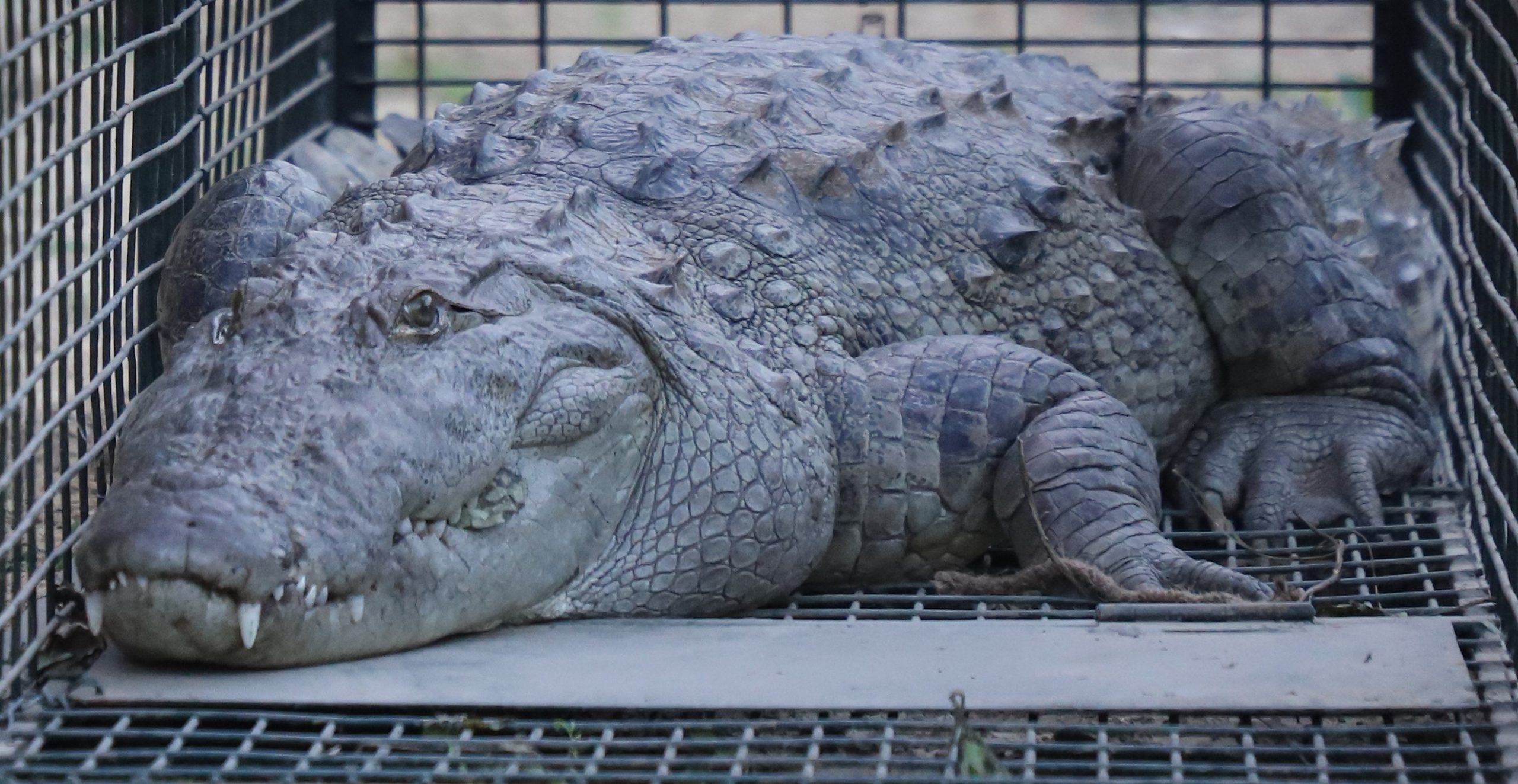 Of Muggers And Men: Crocodile Rescues In September - Wildlife SOS