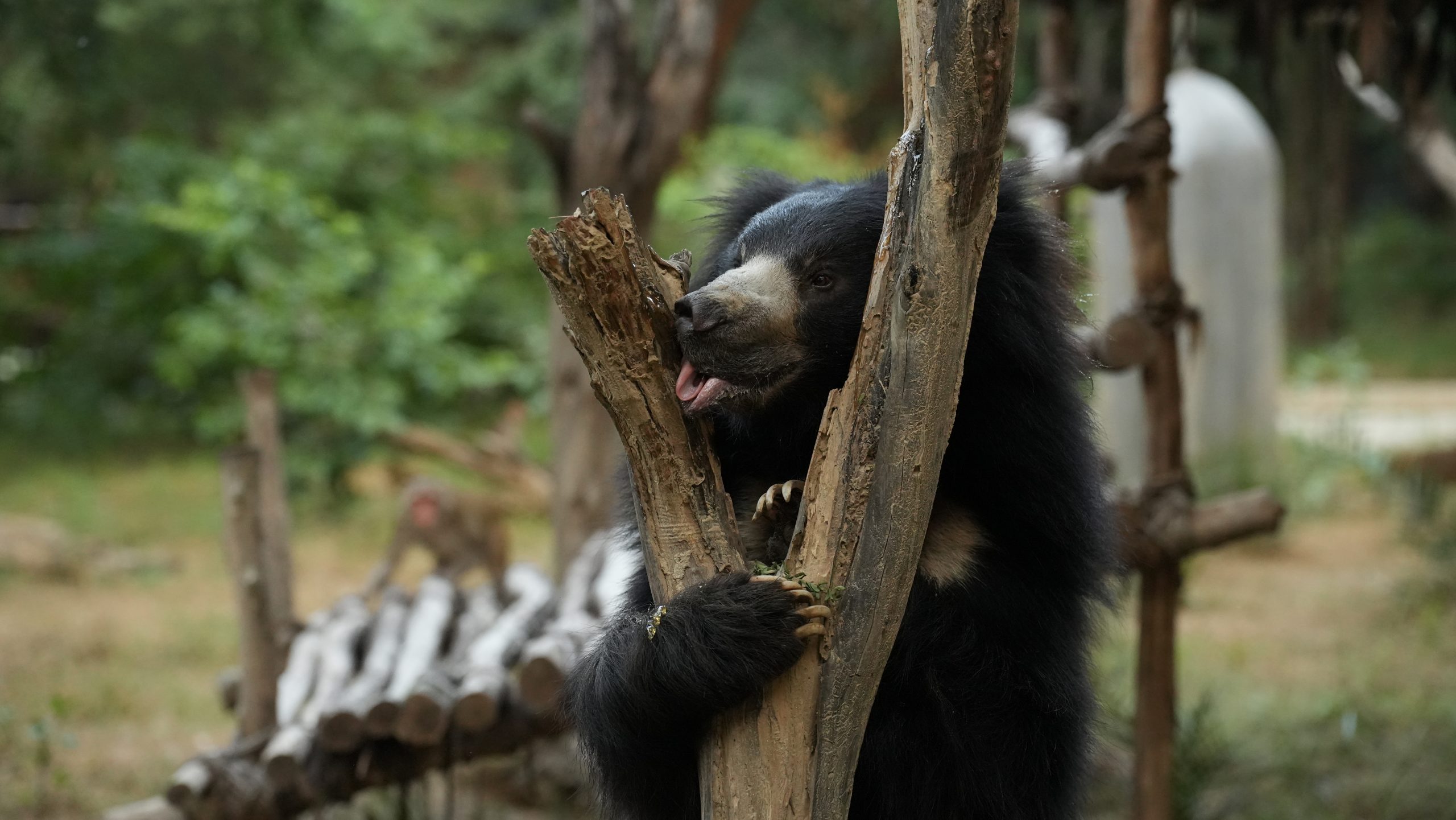 https://wildlifesos.org/wp-content/uploads/2023/10/231016_ABRF_MRADUL_BEAR_RON_ENRICHMENT-73-scaled.jpg