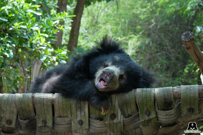 Odum, one of the many sloth bears rescued by Wildlife SOS