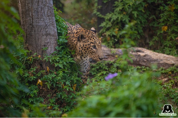 Leopard in its natural habitat