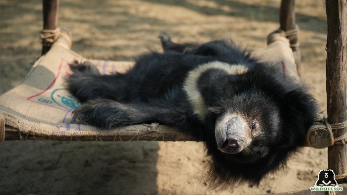 Sloth bear on a newly installed hammock enrichment 