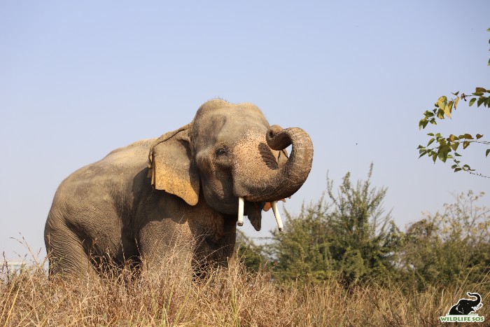 Musth management in bulls is difficult
