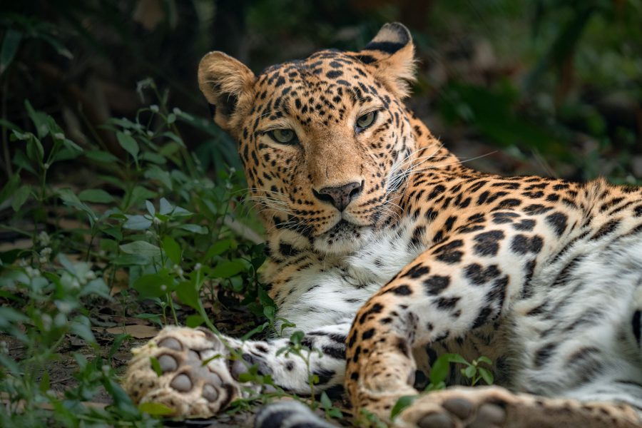 How Do Leopards Communicate? - Wildlife SOS