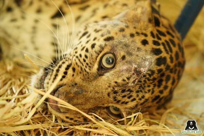 In Memoriam – Lali, The Leopard With The Striking Red Eyes - Wildlife SOS