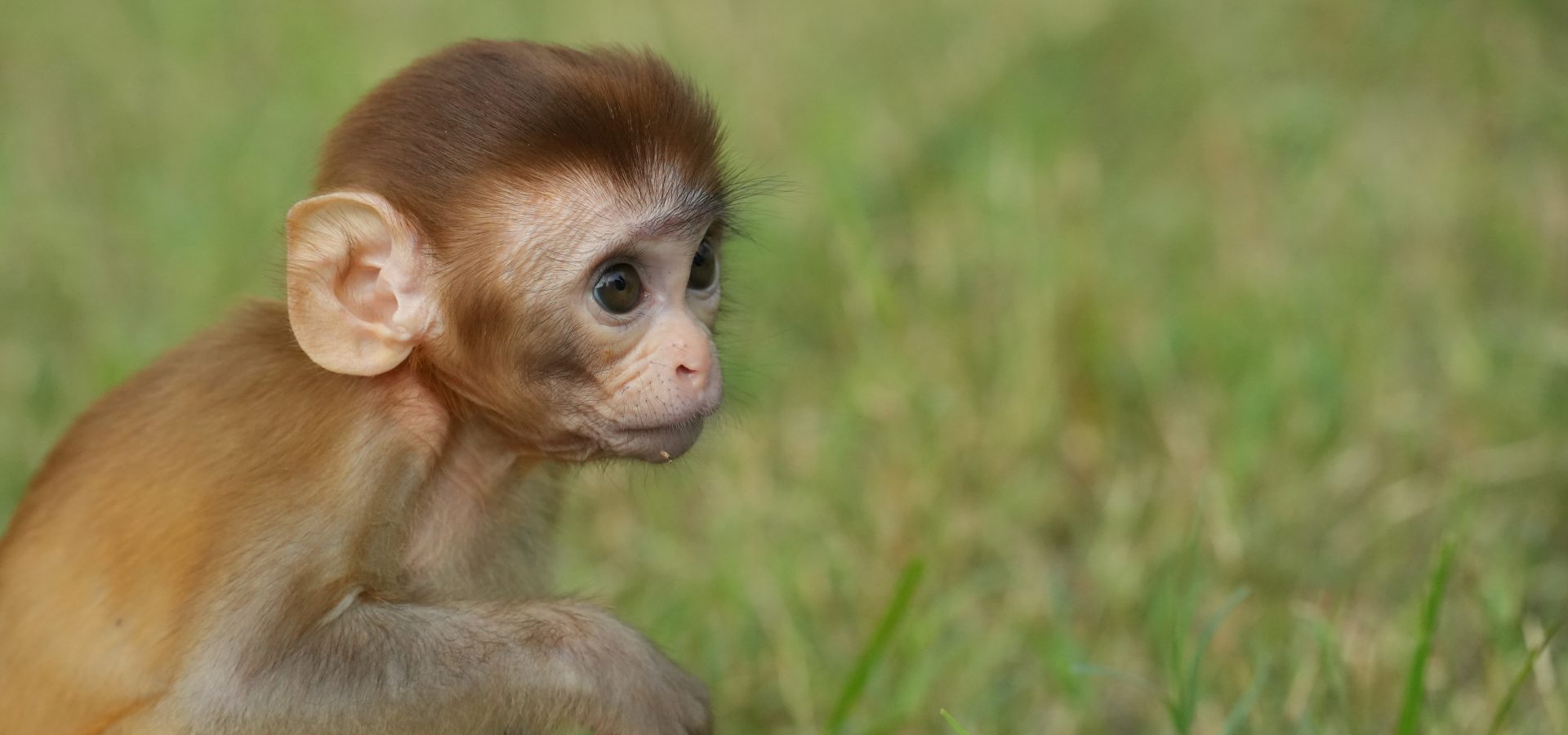 Hand-Rearing Baby Monkeys: Abu-Zoey's Life At Wildlife SOS - Wildlife SOS