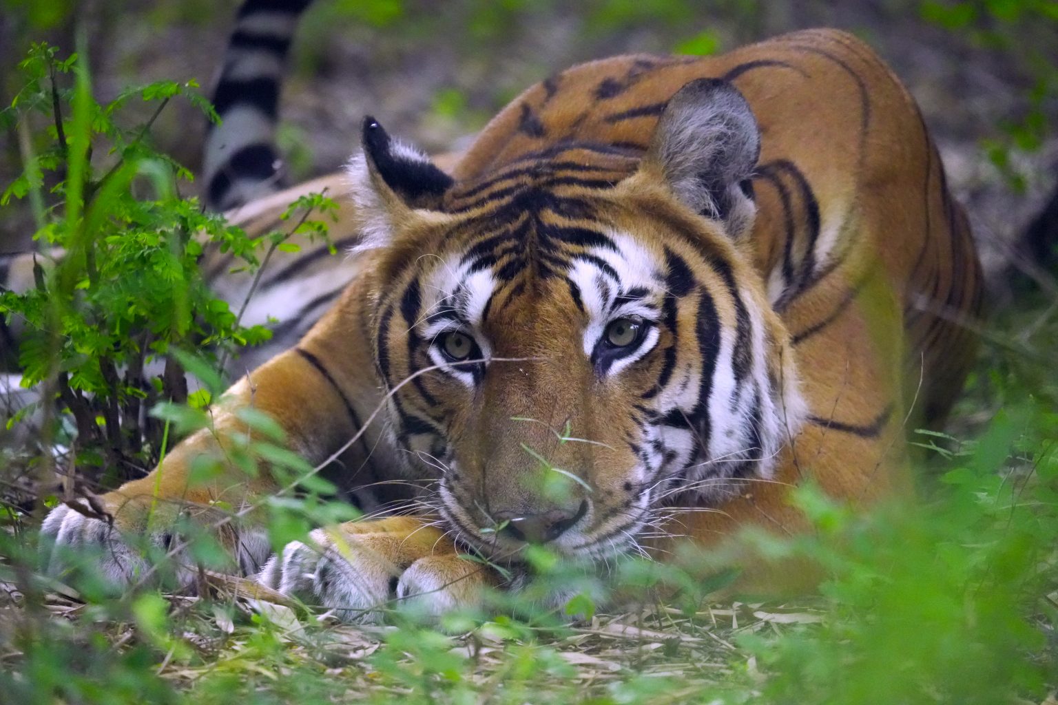 Leopard Sighted 40 Miles from Taj Mahal Amidst Covid Lockdown; WSOS ...