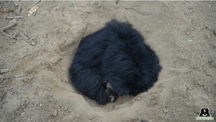 Sloth bears sun themselves in shallow pits during winter in a state similar to hibernation