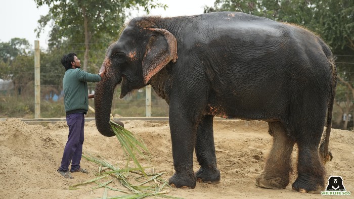 Hot oil massages are provided as part of winter care to our elephants