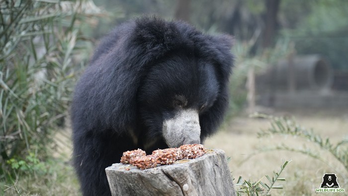 High calory food is given to our bears during winter