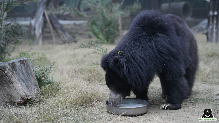 Sloth bears at Wildlife SOS are given specialised food during the cold months as they do not undergo hibernation