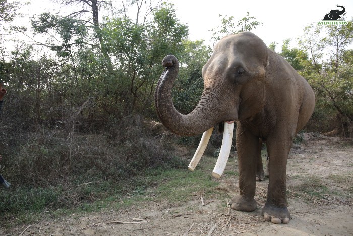 Following the trimming session, Suraj exhibited a significant behavioural transformation at the Elephant Conservation and Care Centre 