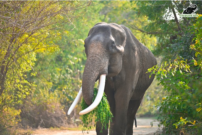 Suraj gracefully navigates his evening walk at the Elephant Conservation and Care Centre .