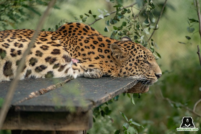 Rainy days resting on her platform are this resilient leopards favourite time of the year in Wildlife SOS' MLRC