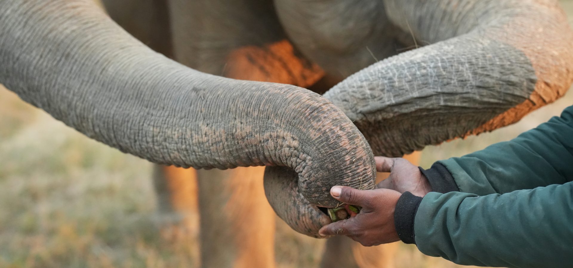 8 Fascinating Facts About An Elephant's Trunk! - Wildlife SOS