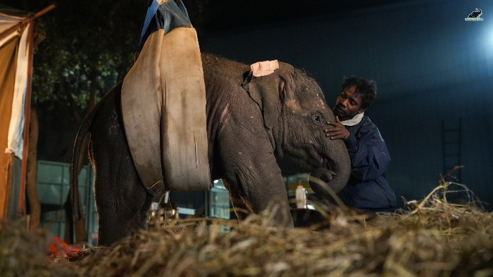 Bani being lifted on a sling while being comforted by her caregiver at Wildlife SOS Elephant Hospital