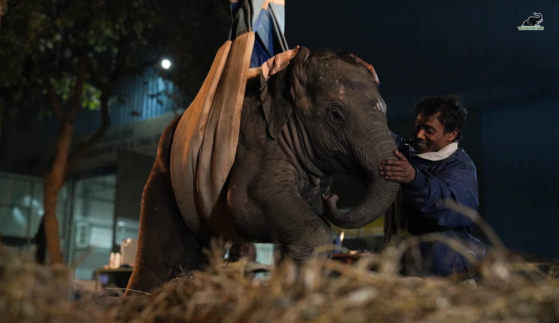 Rescuers work to get a baby elephant back on her feet after a train collision that killed her mother - Wildlife SOS