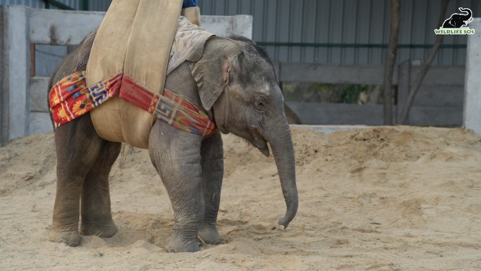 Bani being lifted on a sling as part of her treatment