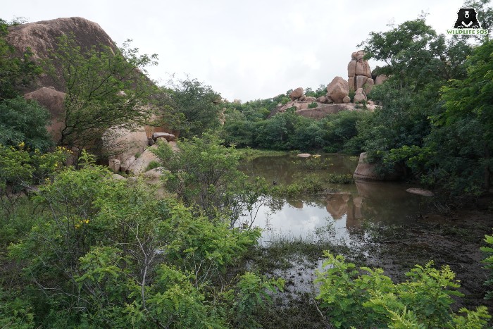 Effective irrigation measures led to the creation of freshwater habitats in the form of wetlands in Ramdurga