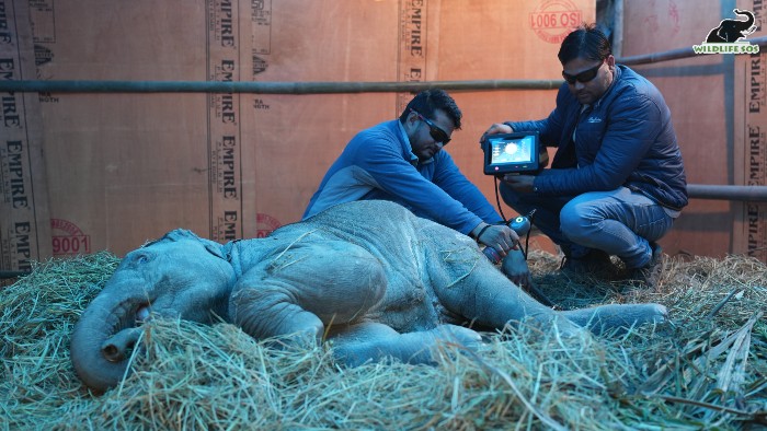 Wildlife SOS veterinarians giving laser treatment to Bani