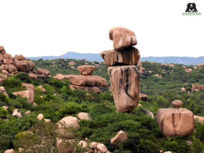 The Ramdurga landscape features dry scrub vegetation and rocky outcrops, undergoing restoration efforts by Wildlife SOS.