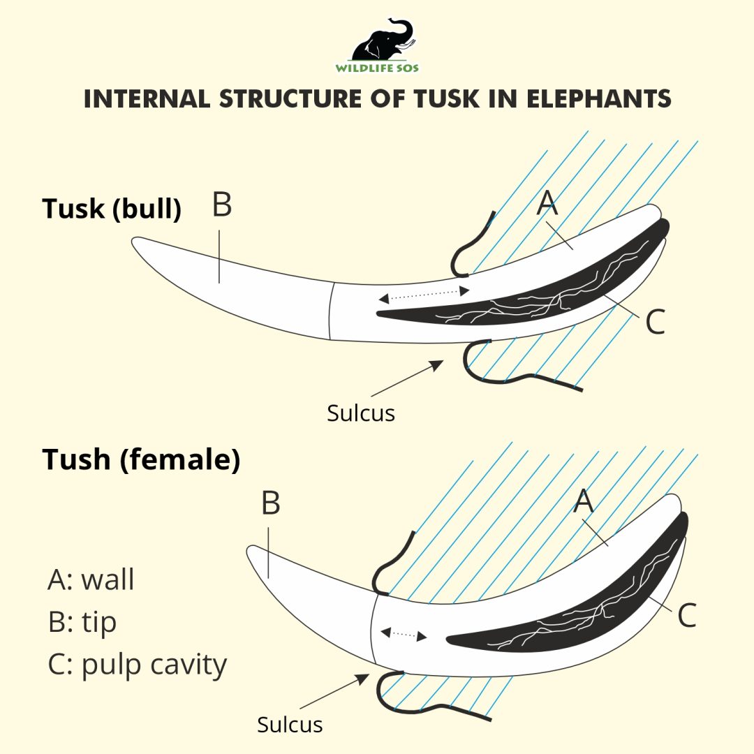 Internal structure of tusks in elephants