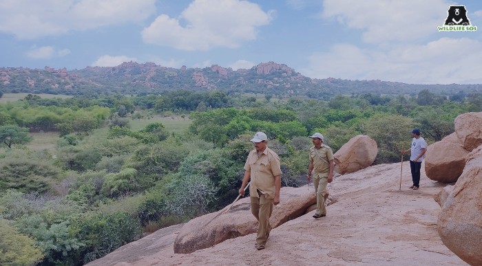 The ramdurga habitat restoration project is one of Wildlife SOSs in-situ conservation measures