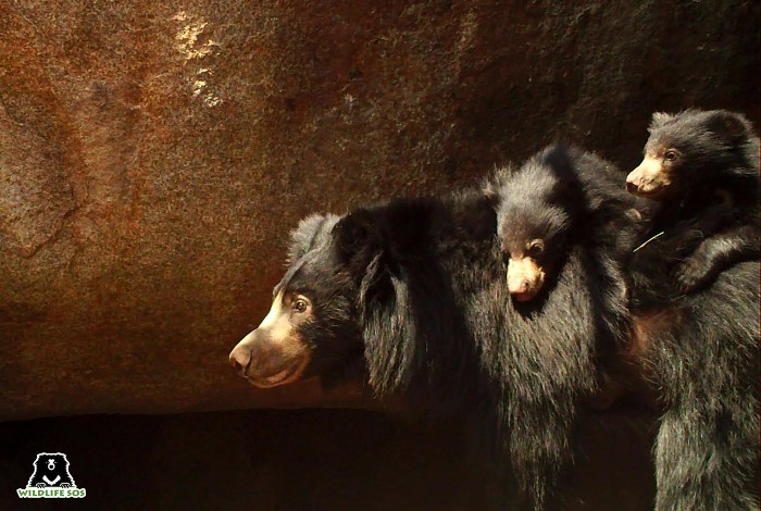 The denning project helps us understand sloth bear behaviour which inturn helps in their conservation 