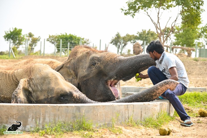 Deep social bonds are formed between the mini herd consisting of Holly and Kalpana at the Wildlife SOS Elephant Hospital