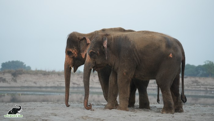 Rescued elephants Lakshmi and Pari forged a surprising friendship during their walks