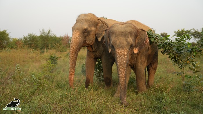 Rescued elephants Arya and Zara