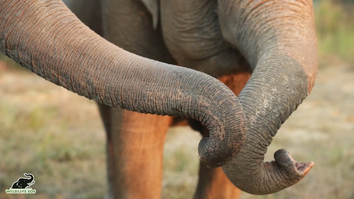 Touch and smell is an important way elephant herds communicate with each other.