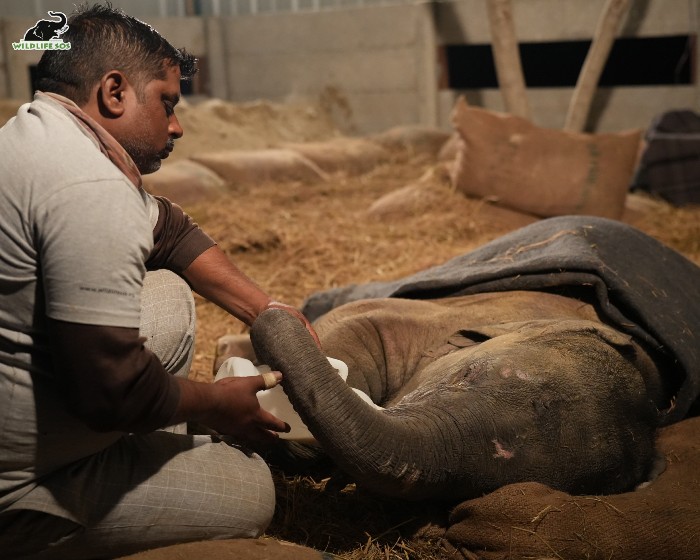 Nursing Care For Baby Bani, An Orphan Calf - Wildlife SOS