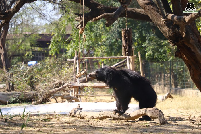 Sloth bear interacting with enrichments provided by their caregivers in their enclosure at the Agra Bear Rescue Facility