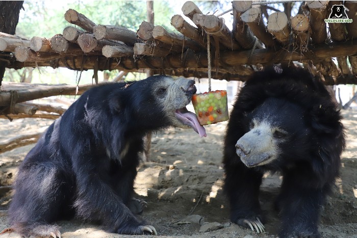 Popsicles are provided to our bears as enrichments that help them deal with the scorching temperatures in Agra by their caregivers