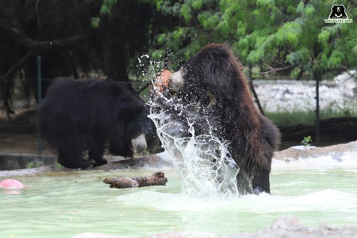 Enrichments are provided in the pools int he bear enclosures by their caregivers to help them keep active and manage the summer temperatures