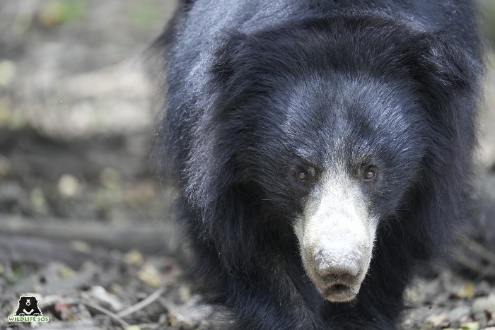 Sloth bear Tulsi is currently under the care of Wildlife SOS at the Bannerghatta Bear Rescue Centre