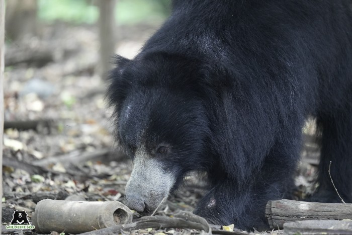 Sloth Bear Tulsi in her enclosure with a log feeder enrichment