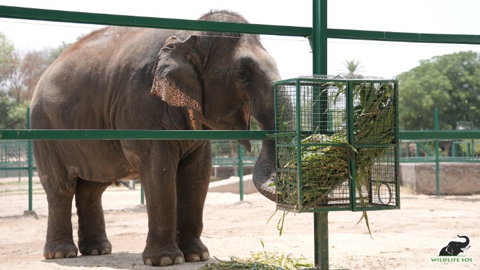 Chanchal enjoying her enrichment provided by her caregiver in her enclosure 